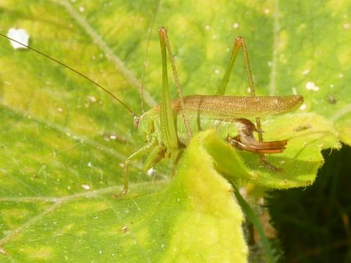 Conocephalus fuscus