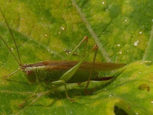 Réf. 107 671 : Conocephalus fuscus