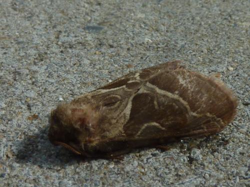 Triodia sylvina