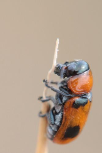Réf. 107 272 : Coptocephala sp.