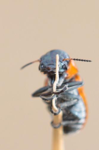 Réf. 107 273 : Coptocephala sp.