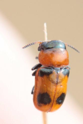 Réf. 107 274 : Coptocephala sp.