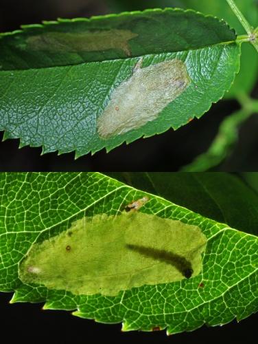 Coptotriche angusticollella
