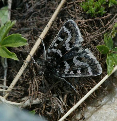 Metaxmeste schrankiana