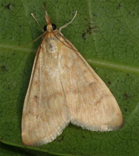 Réf. 107 912 : Ostrinia nubilalis