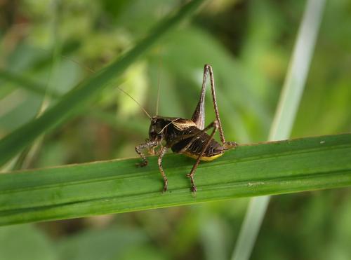 Réf. 107 892 : Pholidoptera griseoaptera