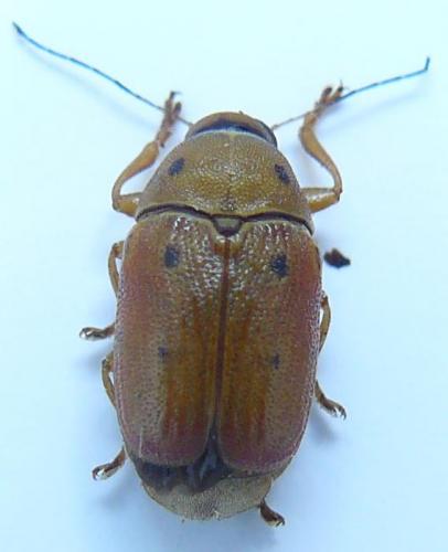Cryptocephalus octomaculatus