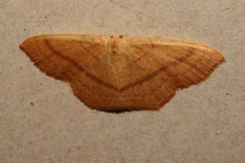 Réf. 107 260 : Cyclophora linearia