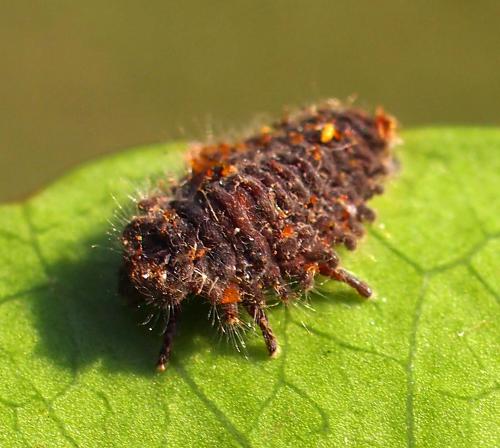 Dysis bisquatuorguttata