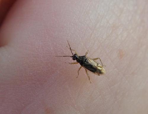 Réf. 107 867 : Dicyphus globulifer