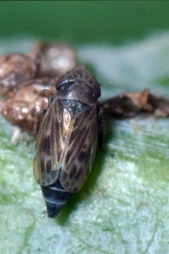 Deltocephalus pulicaris