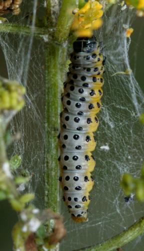 Depressaria radiella