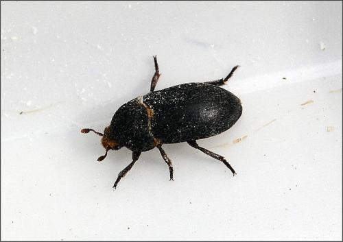 Dermestes laniarius