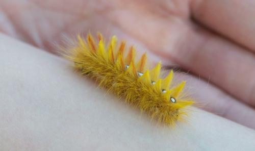 Acronicta aceris