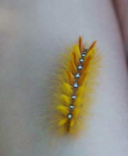 Acronicta aceris
