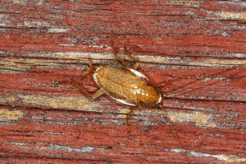Planuncus vinzi