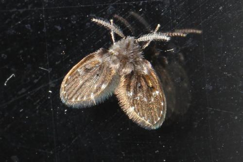 Clogmia albipunctata