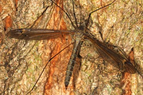 Tipula sp.