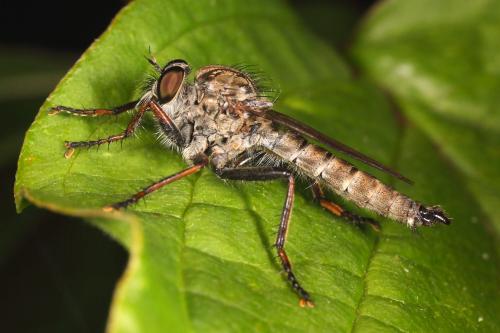 Réf. 107 561 : Tolmerus atricapillus