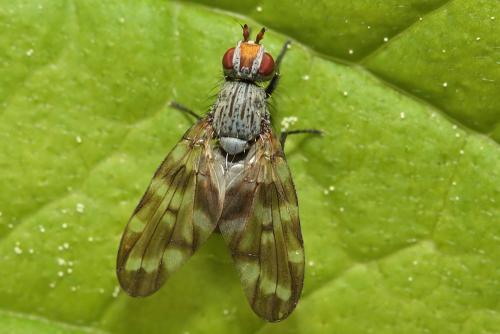 Réf. 107 438 : Otites guttata