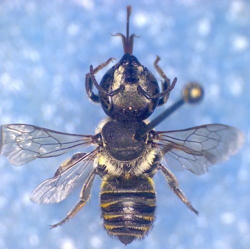 Réf. 107 644 : Megachile apicalis