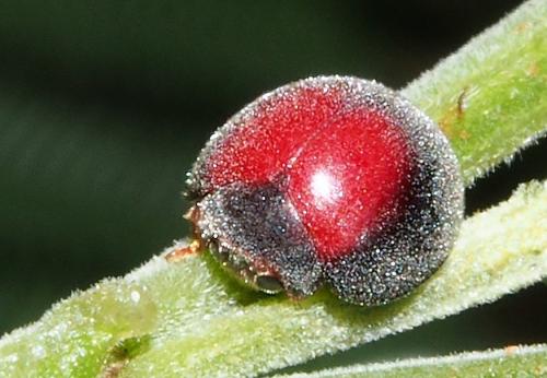 Rodolia chermesina