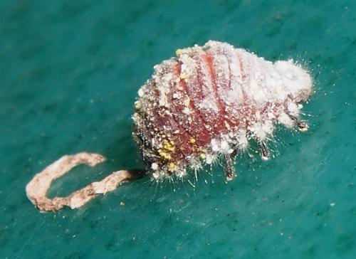 Rodolia chermesina