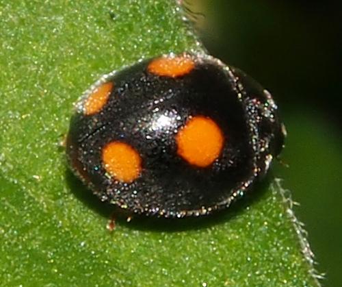 Platynaspis capicola