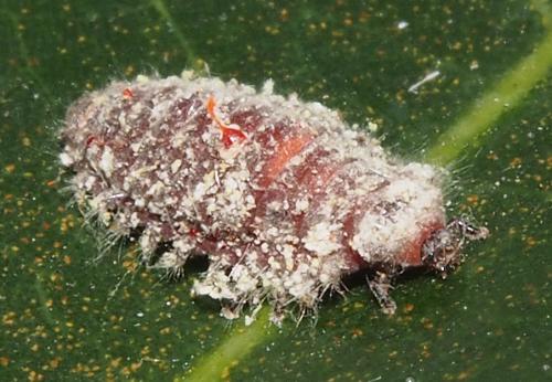 Rodolia chermesina