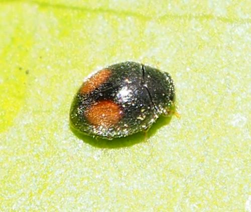 Scymnus oblongosignatus
