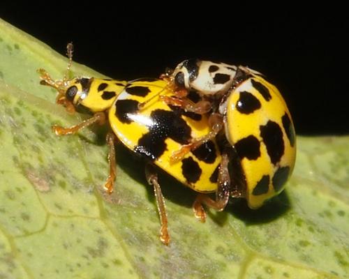 Réf. 107 145 : Psyllobora variegata