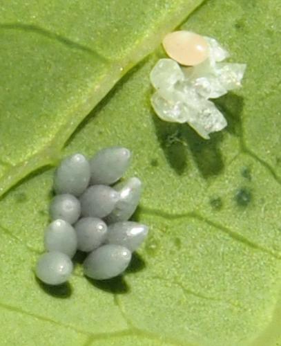 Réf. 107 146 : Psyllobora variegata