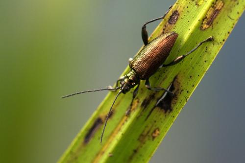 Réf. 107 657 : Donacia reticulata