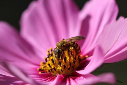 Réf. 107 264 : Halictus scabiosae