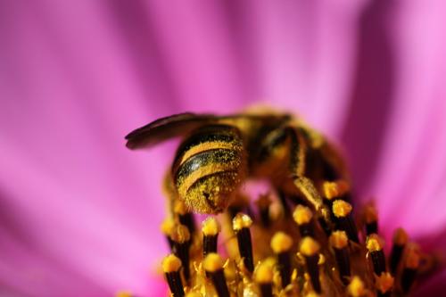 Réf. 107 269 : Halictus scabiosae