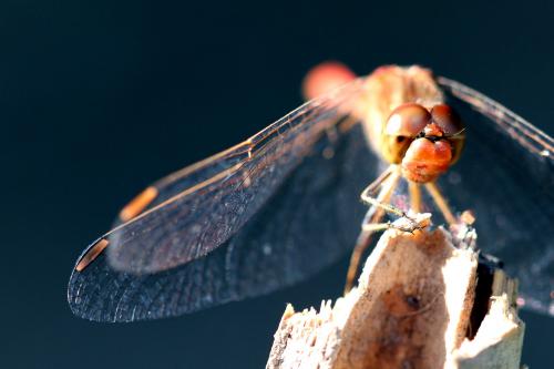Sympetrum meridionale