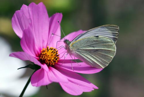 Réf. 107 953 : Pieris brassicae