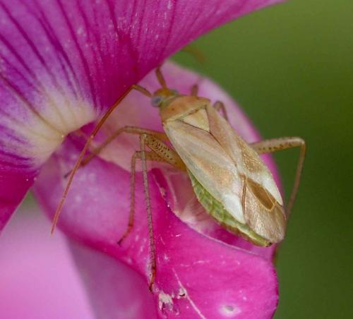 Réf. 107 858 : Adelphocoris lineolatus