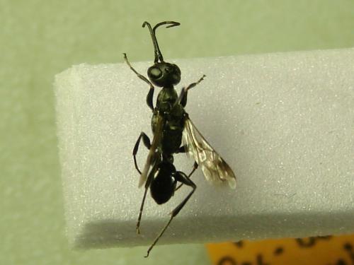 Réf. 107 598 : Ampulex fasciata