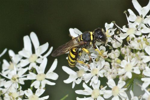 Ectemnius lituratus