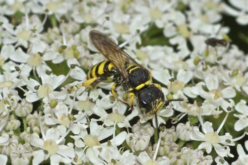 Ectemnius lituratus