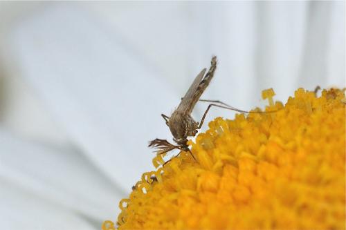 Réf. 107 394 : Ochlerotatus caspius