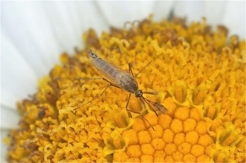 Réf. 107 391 : Ochlerotatus caspius