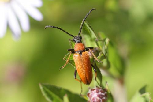 Stictoleptura rubra