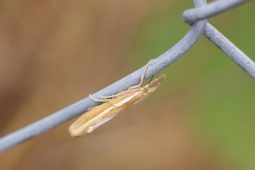 Agriphila tristella