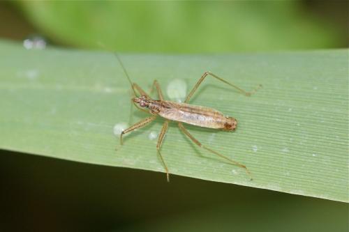 Réf. 107 693 : Nabis limbatus