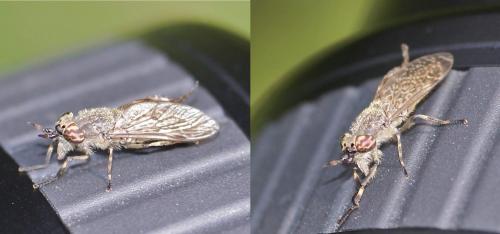 Haematopota pluvialis
