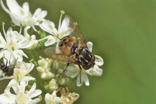 Réf. 107 830 : Graphomya maculata