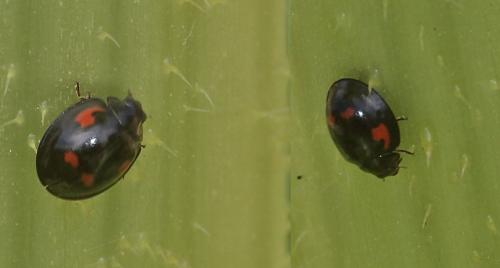 Exochomus quadripustulatus
