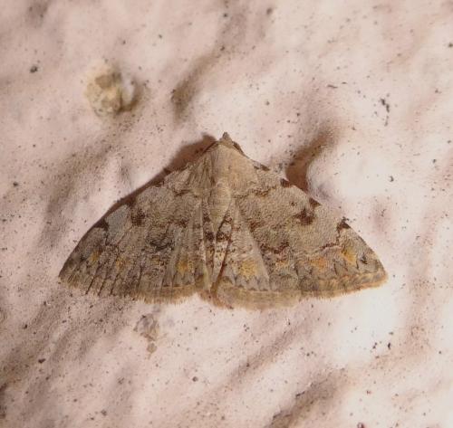 Réf. 107 261 : Metachrostis velox